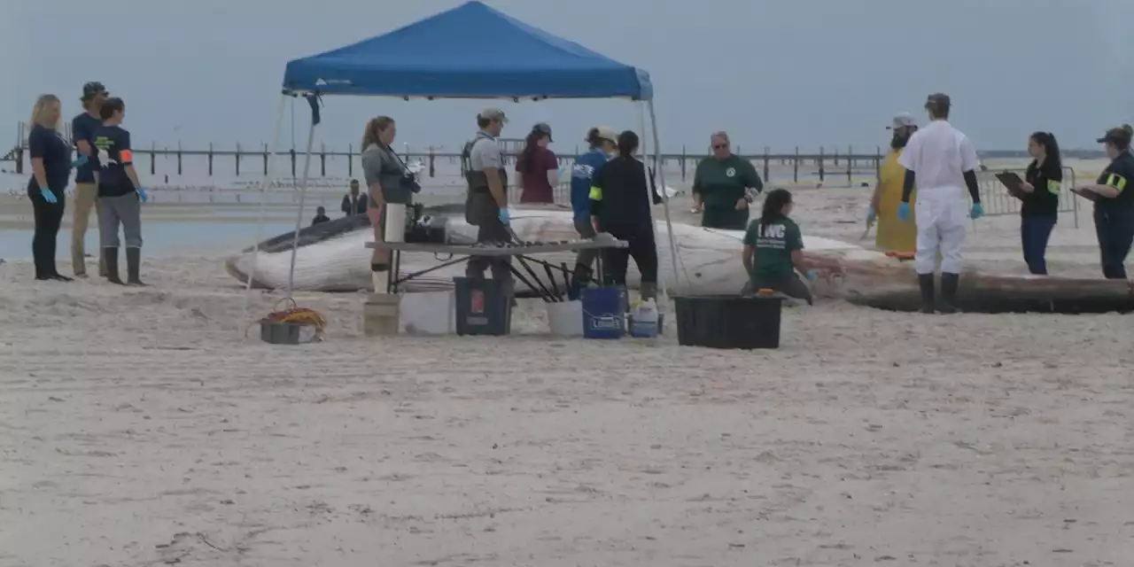 Dead whale washes ashore on Mississippi beach