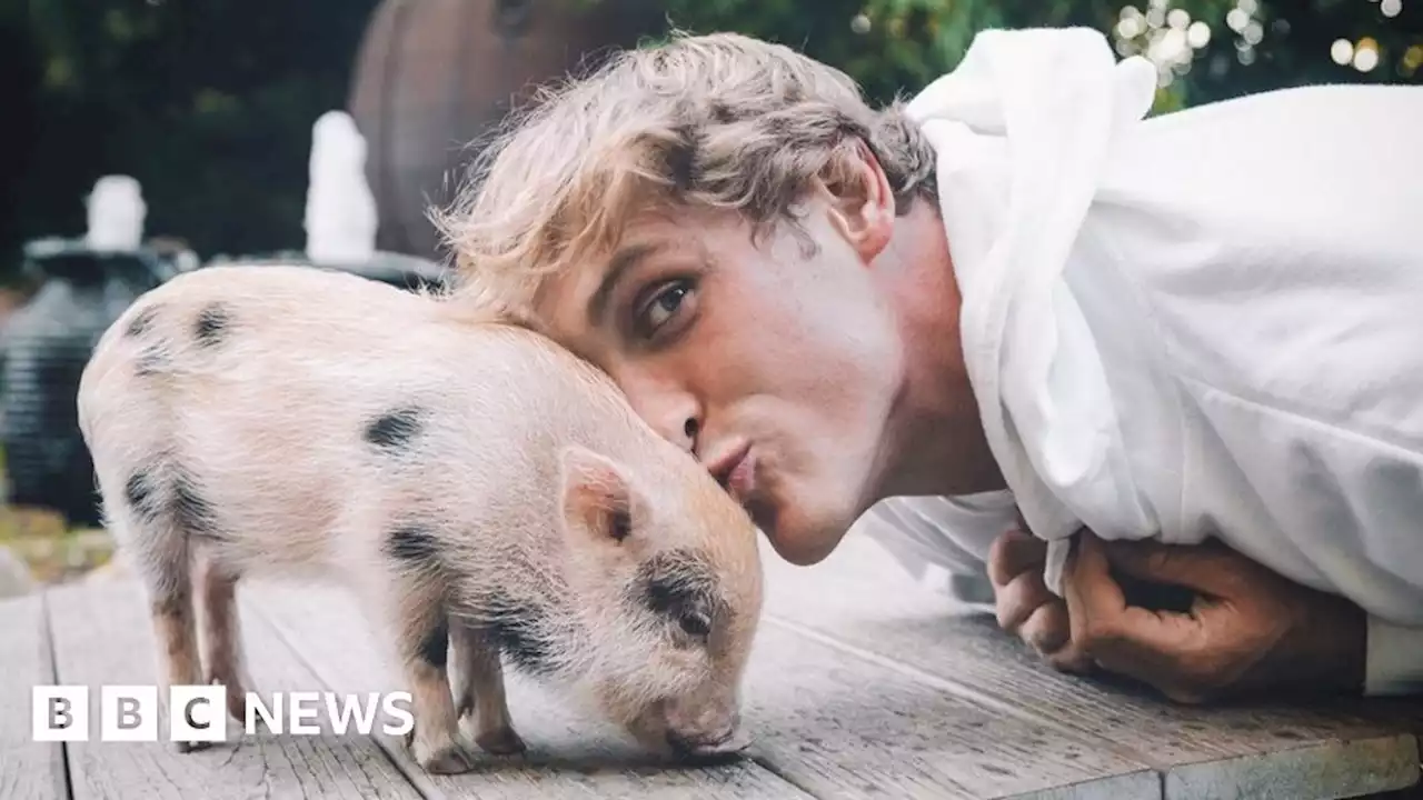 Logan Paul thanks Pearl the pig's rescuers