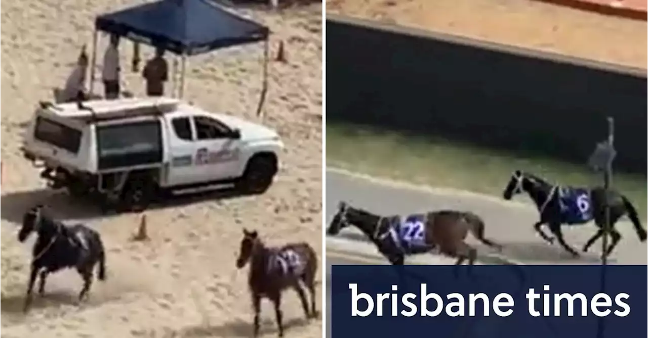 Horses cross tram lines, Gold Coast highway after escaping beach promotion