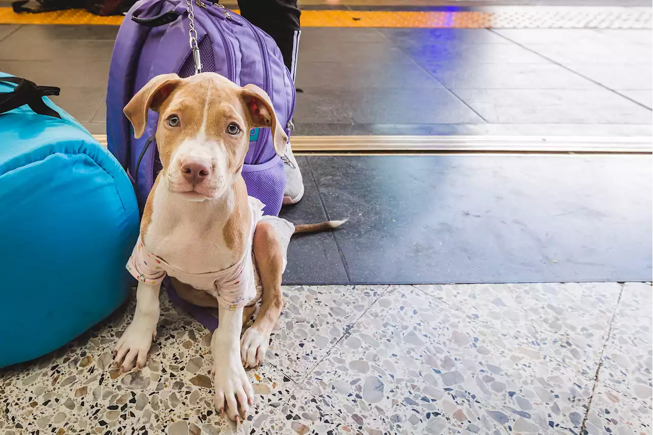 Inician capacitaciones para movilidad de animales en transporte público