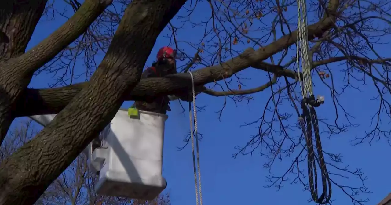 City cuts down what appeared to be noose on Gage Park tree after homeowner refuses