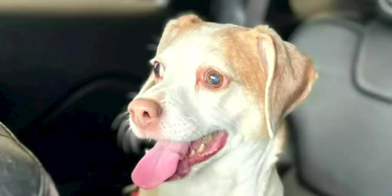 Rescue group trying to find new home for dog after owner surrenders her at airport