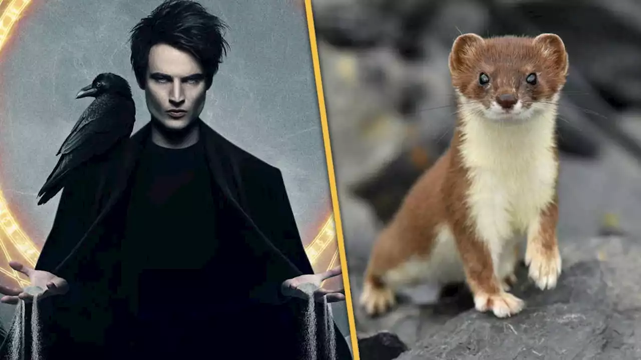 Neil Gaiman Raises Possibility The Sandman Cast Getting Eaten by Weasels Could Shutter Season 2 Production