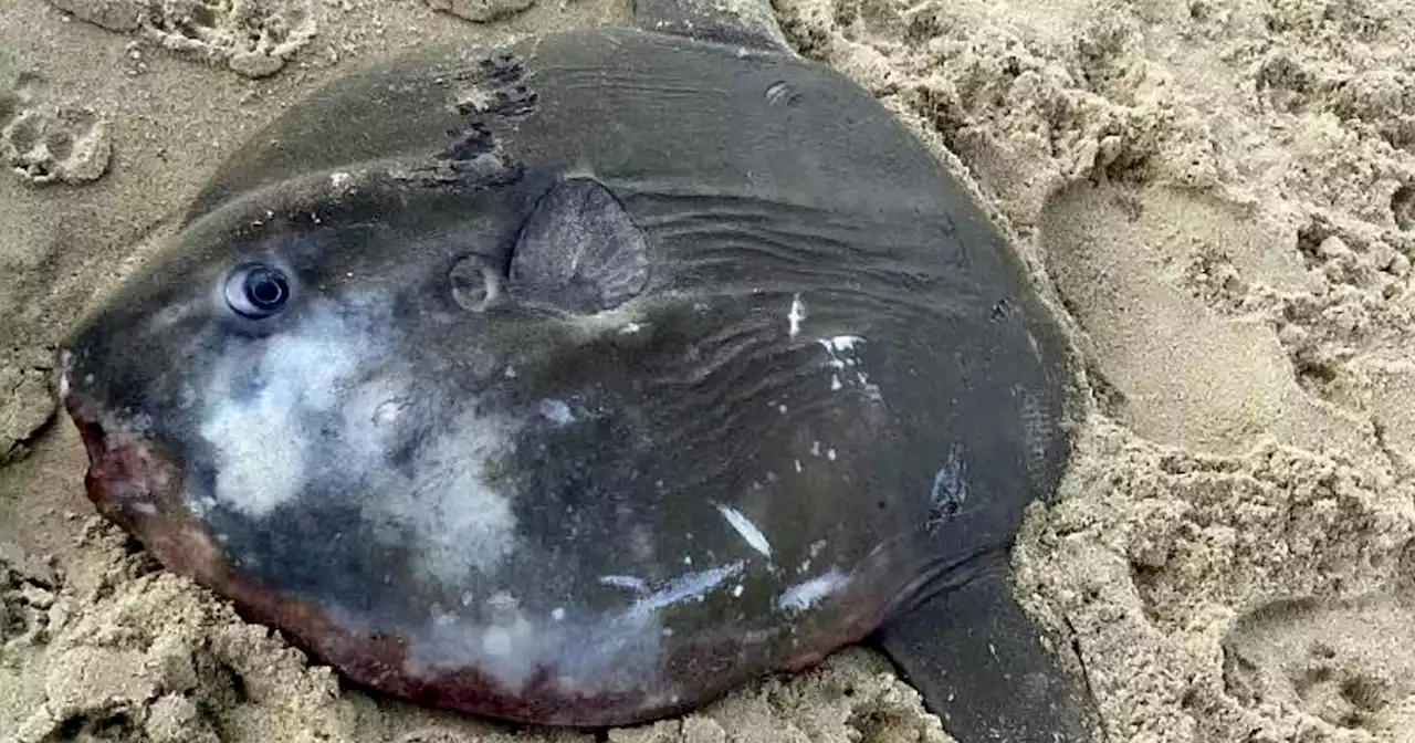 Woman left confused after discovering 'odd-looking' sea creature on UK beach