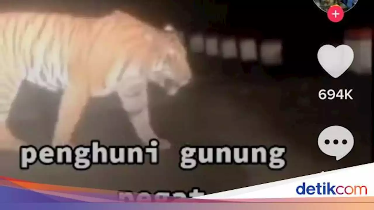 Viral Video Harimau Melintas di Gunung Pegat Wonogiri, Kominfo: Hoax!