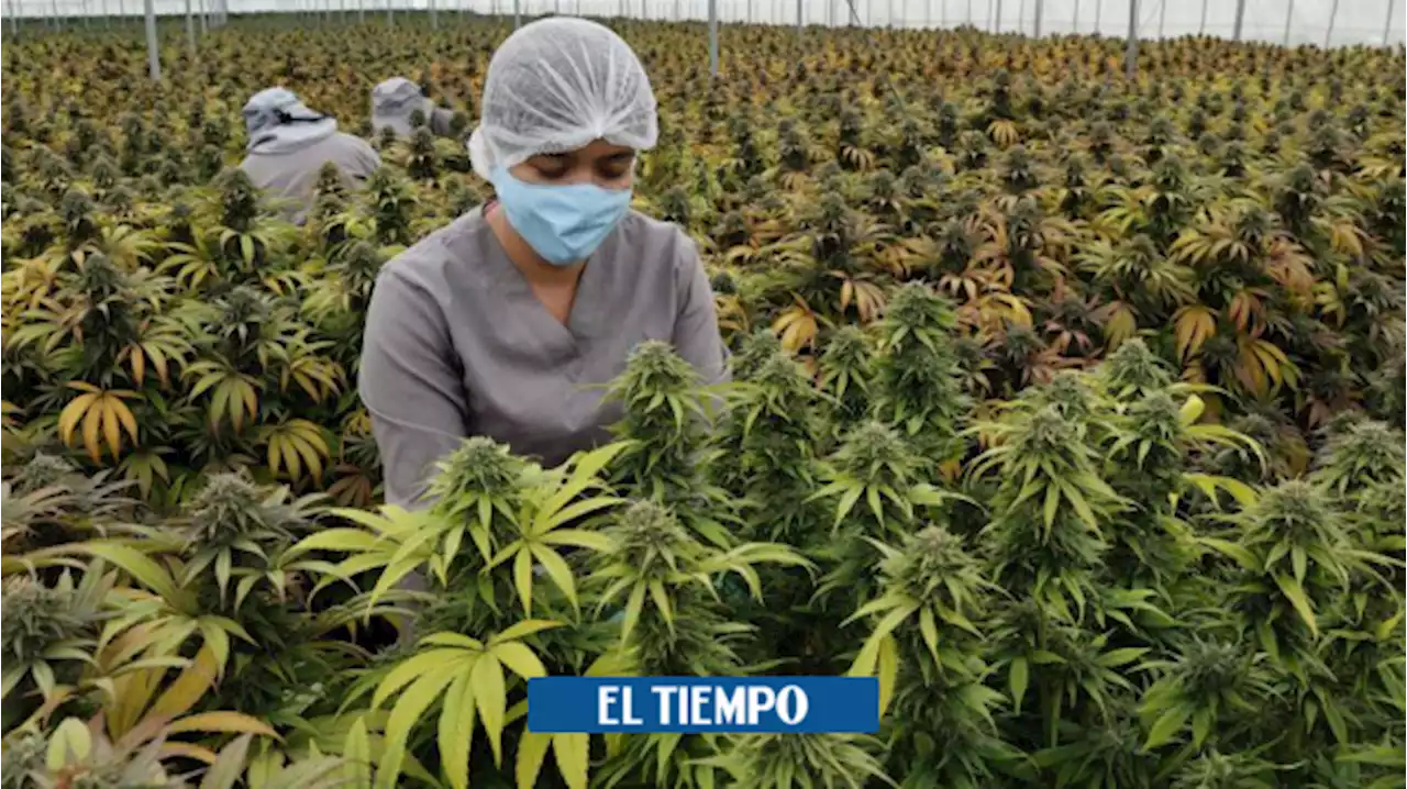 Pacientes de Capital Salud EPS tendrán acceso a productos de cannabis medicinal