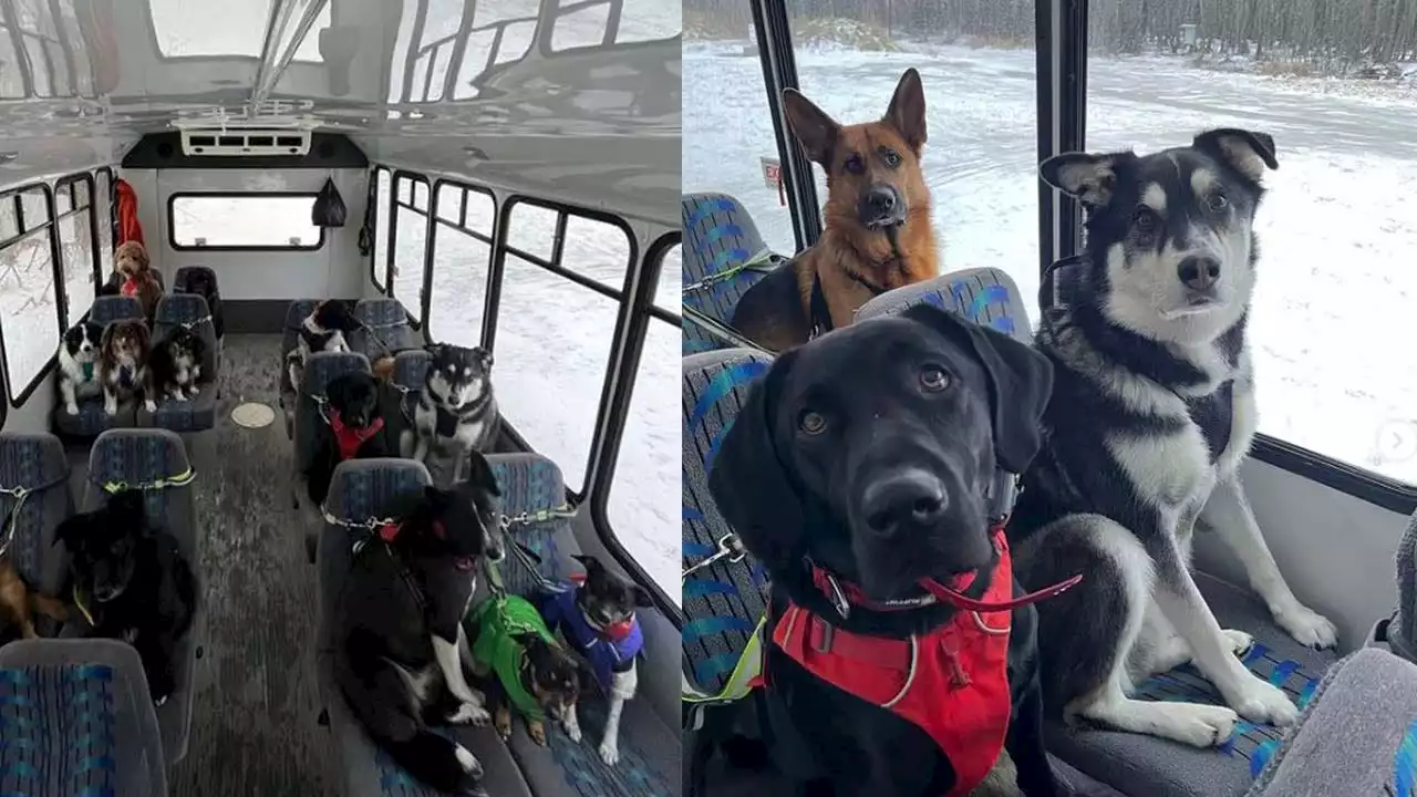 Heartwarming video: Doggy ‘daycare’ bus in Alaska goes viral on TikTok