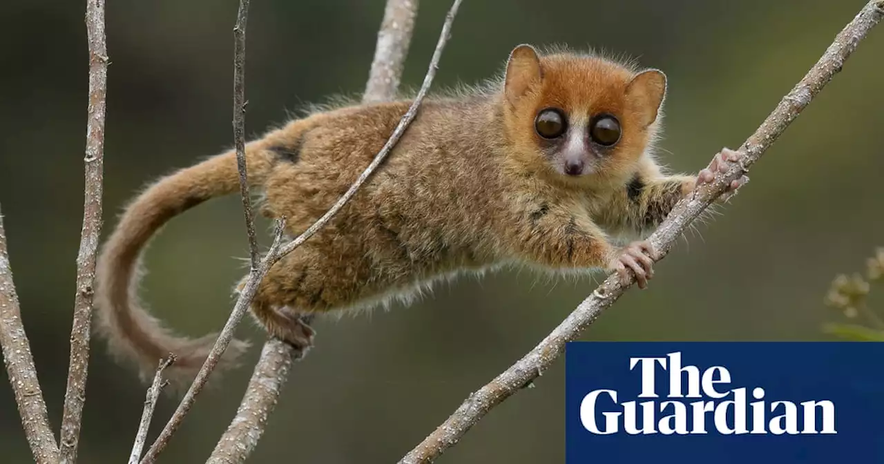 Madagascar’s unique wildlife faces imminent wave of extinction, say scientists