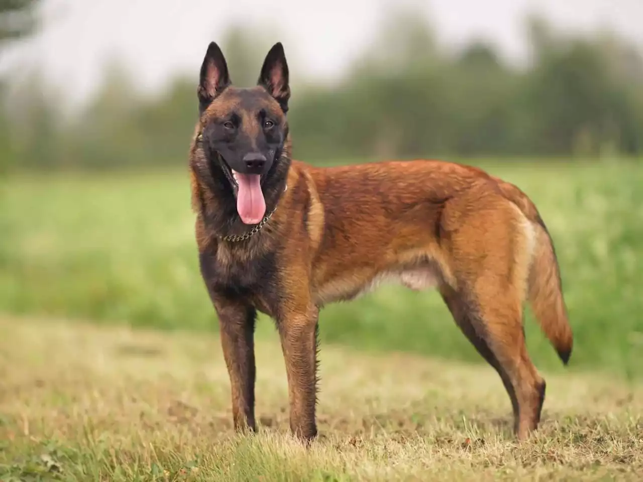 Dal Border Collie al Labrador: ecco quali sono i cani più intelligenti