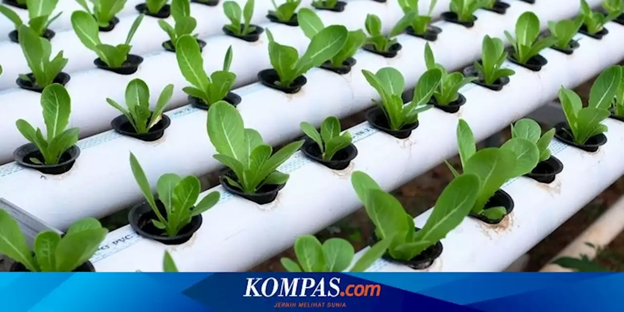 Cara Merawat Tanaman Hidroponik agar Subur dan Bebas Penyakit