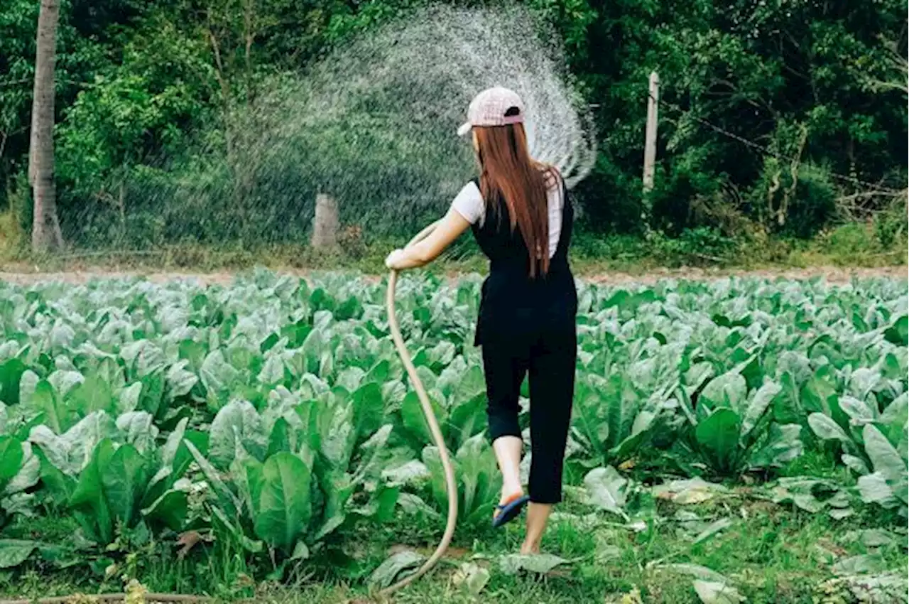 Berkebun Bisa Kurangi Risiko Kanker dan Meningkatkan Kesehatan Mental