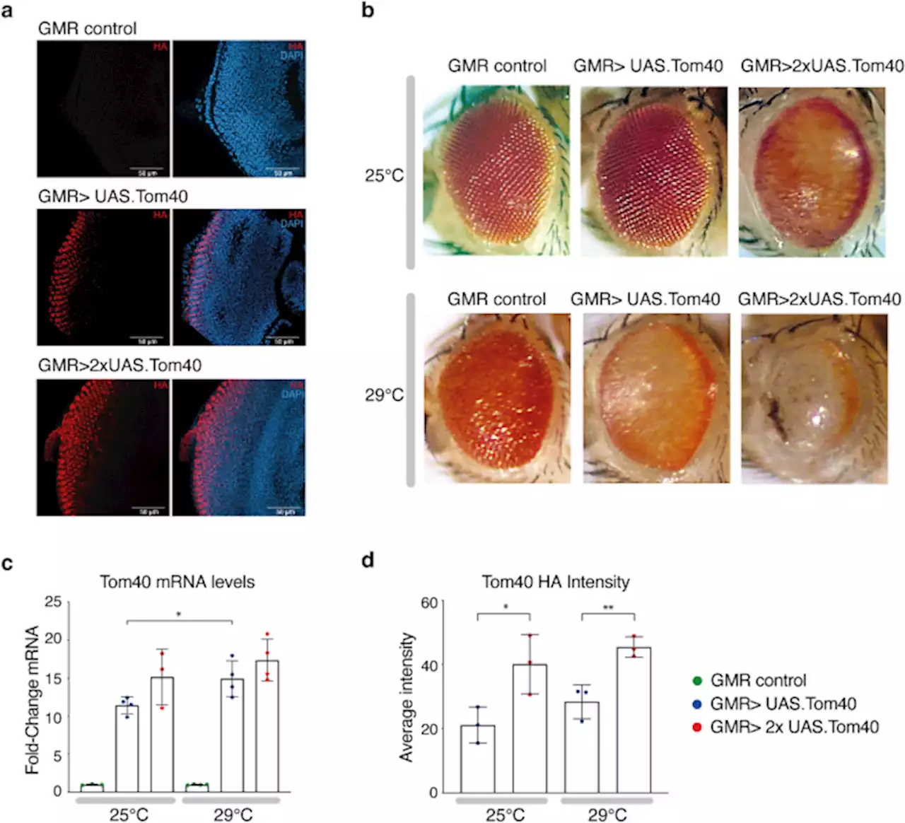 An increase in mitochondrial TOM activates apoptosis to drive retinal neurodegeneration - Scientific Reports