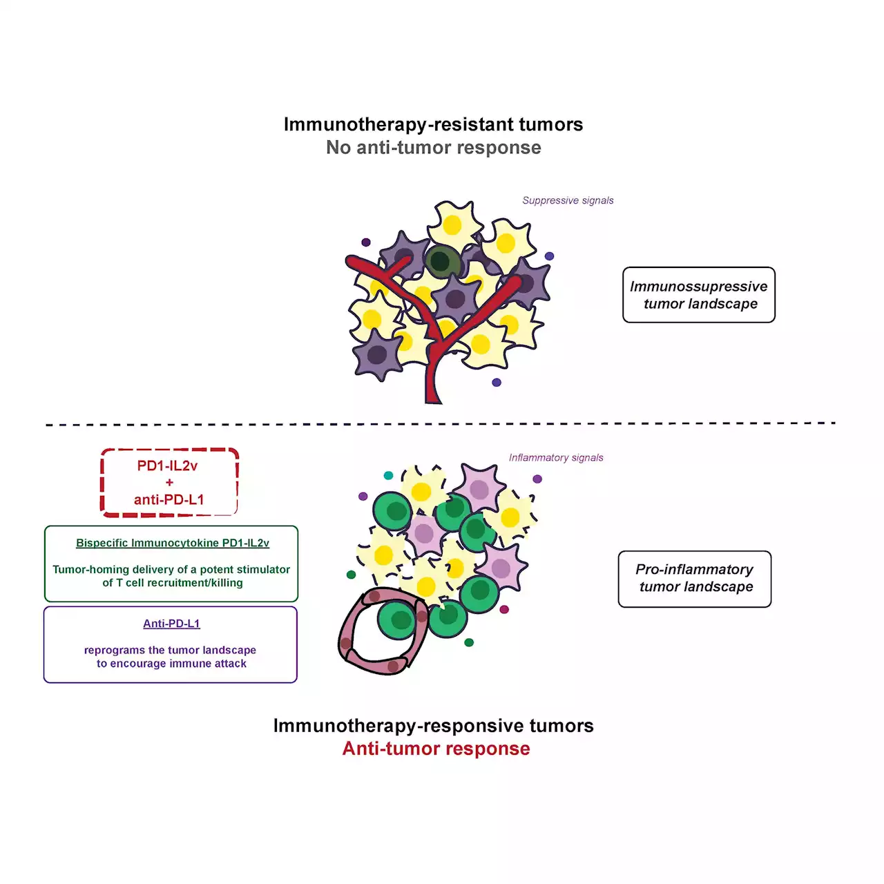 Drug combo breaks down cancer resistance to immunotherapy