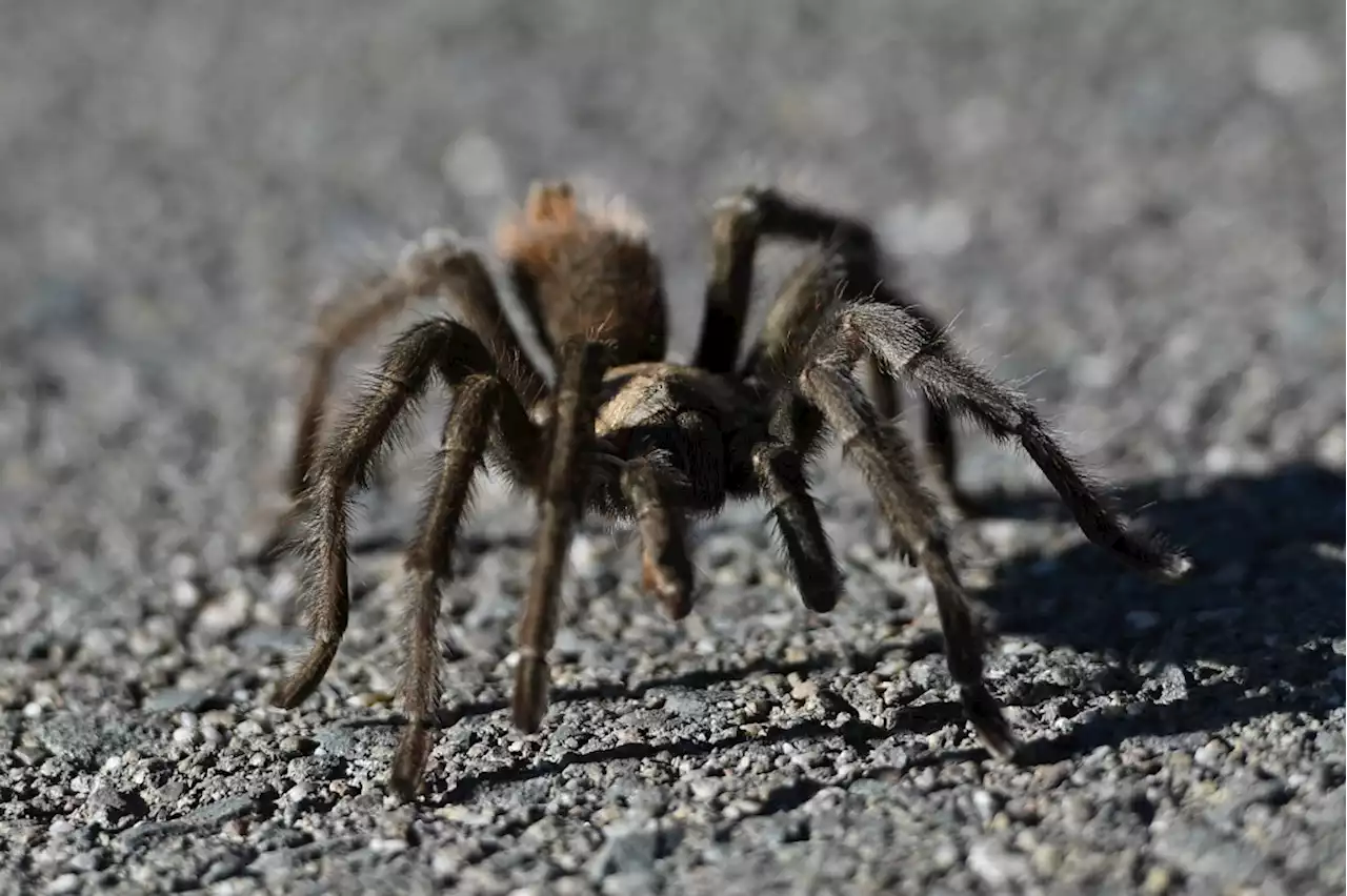 Mount Diablo doubles up on its popular tarantula hikes