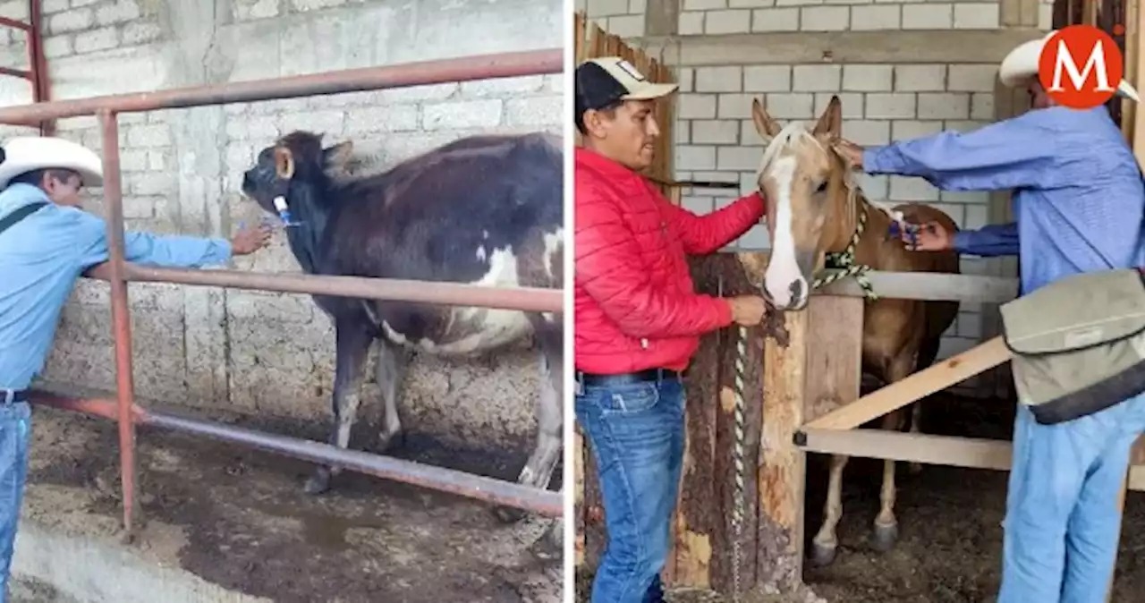 En Oaxaca, aplicarán 200 mil vacunas contra la rabia en hato ganadero