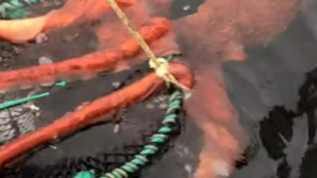 ¿El Kraken?: enorme pulpo es captado por pescadores