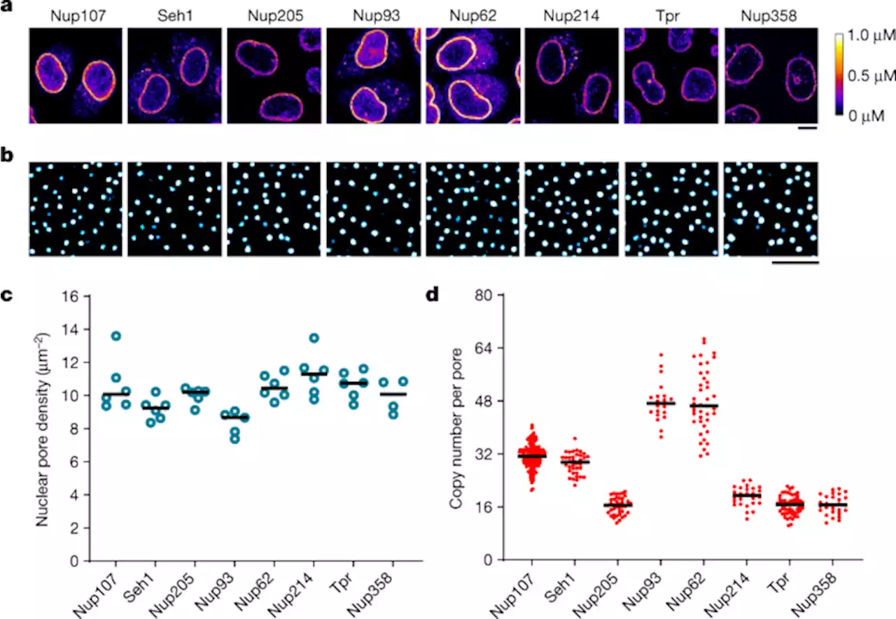 A quantitative map of nuclear pore assembly reveals two distinct mechanisms - Nature