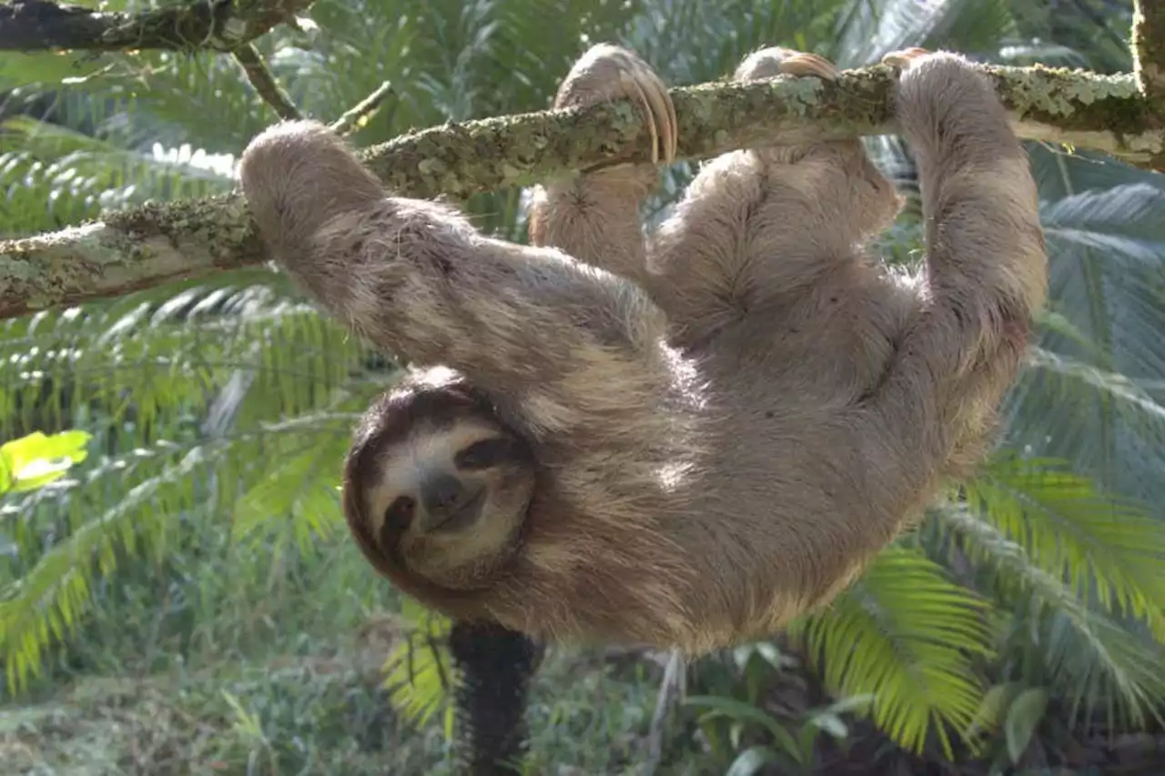 Sloths have double the grip strength of humans and other primates