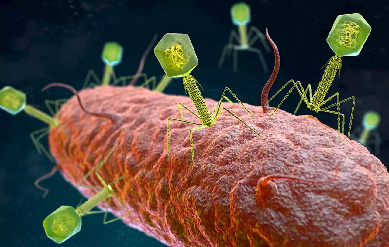 Researchers review bacteriophage treatment