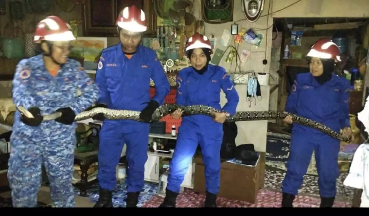 Giant 10ft snake crashes through ceiling as family watches TV