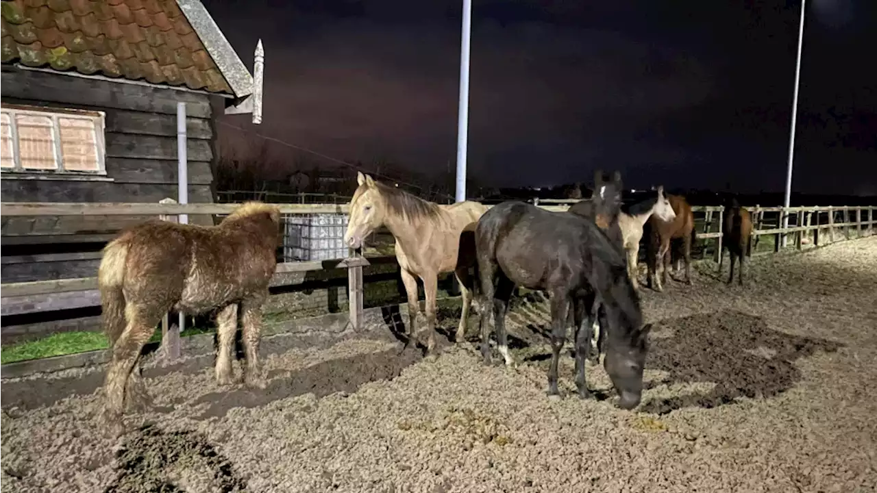 En dan rennen er ineens ontsnapte paarden langs je huis: Edith wist ze te vangen