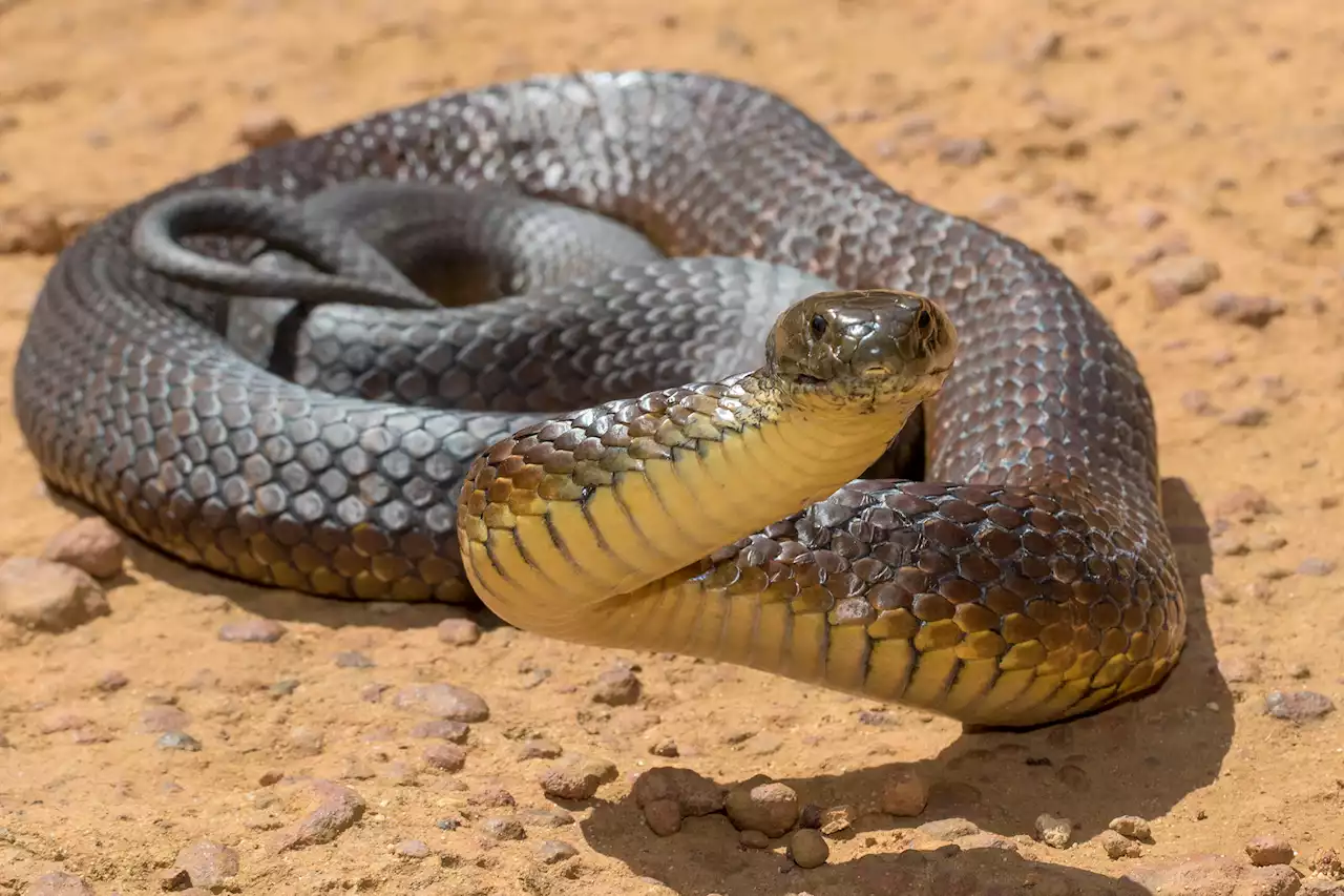 Australian island infested with mutant, bird-eating tiger snakes