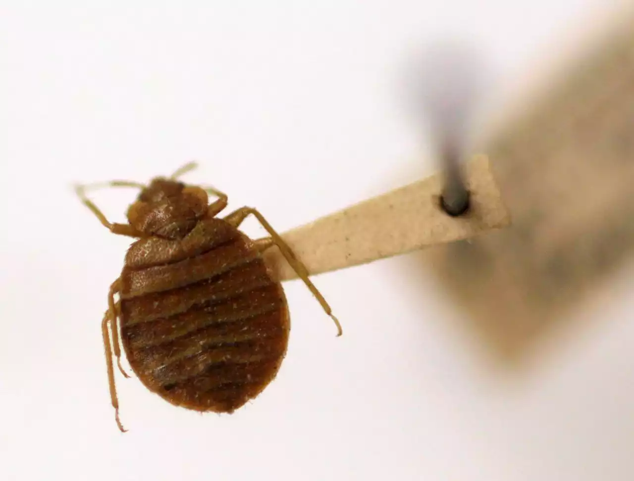 Philly still No. 3 ‘Bed Bug City’ in U.S.: Orkin