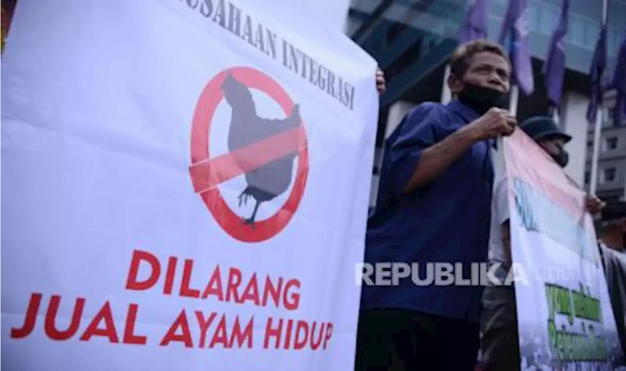 Zulhas Janji Segera Atasi Masalah Harga Ayam Anjlok |Republika Online