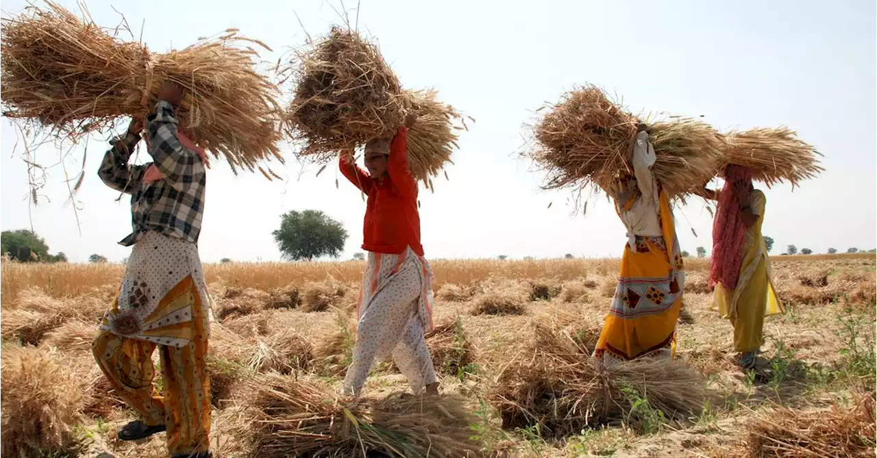 India wheat harvest could hit record on higher planting area, favourable weather