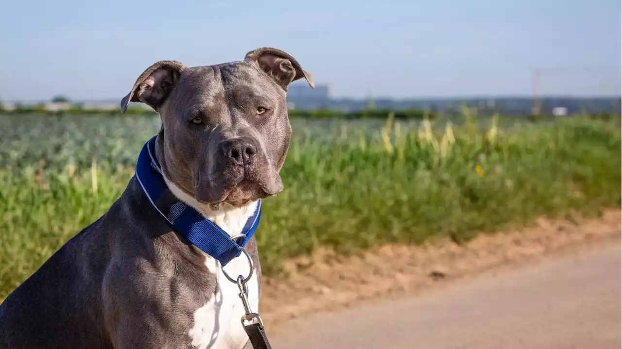 Verwaltungsgericht entscheidet: American Bully gilt in Berlin als gefährlicher Hund