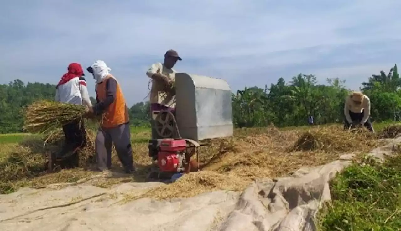 Cuaca Buruk di Sejumlah Wilayah, Berpotensi Gagal Panen?