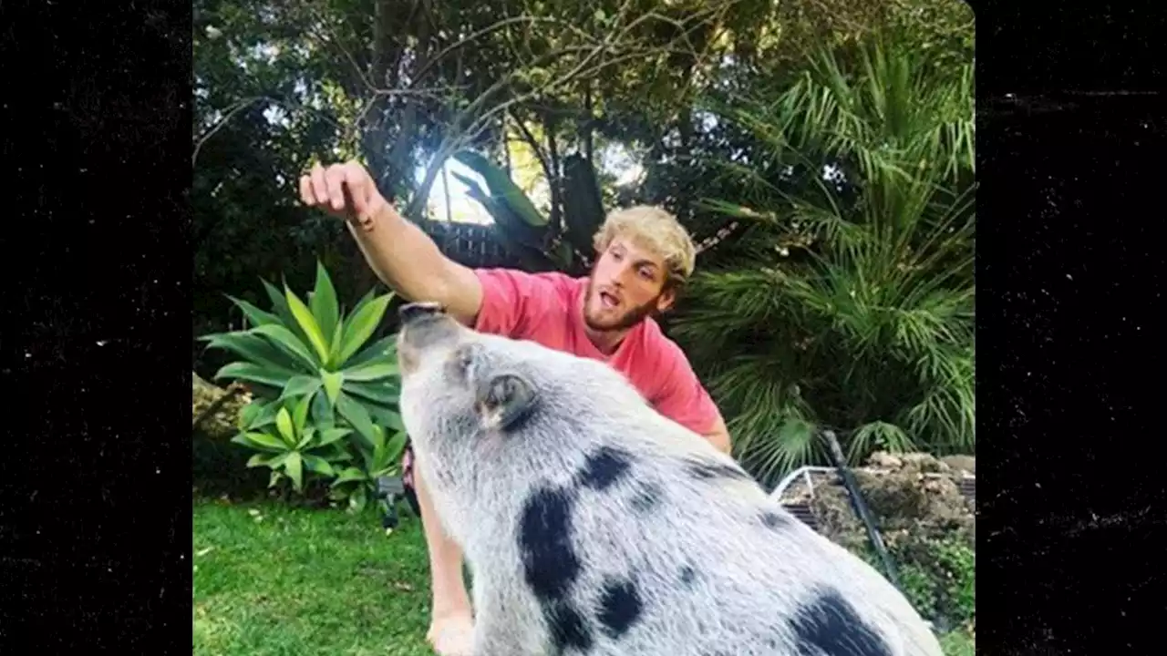 Logan Paul Thanks Rescue Org. Gentle Barn For Taking In Pig He Once Owned