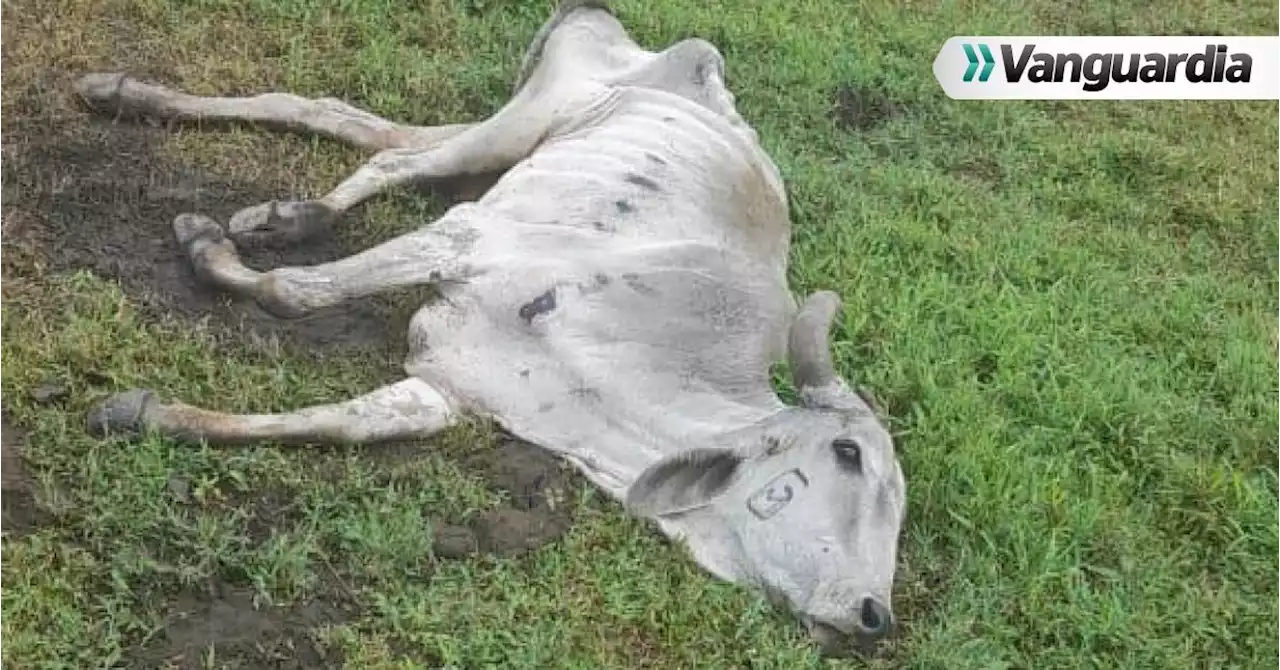 Cerca de siete mil reses han muerto por hambruna en Puerto Wilches, Santander