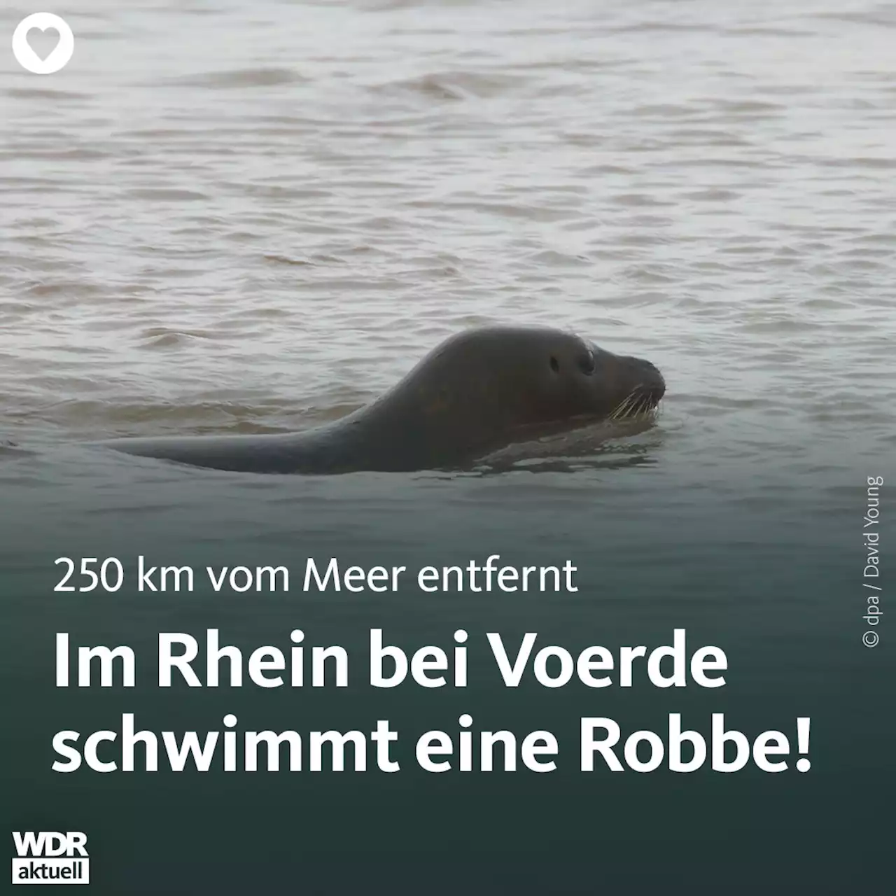 Voerde: Robbe schwimmt seit Tagen im Rhein