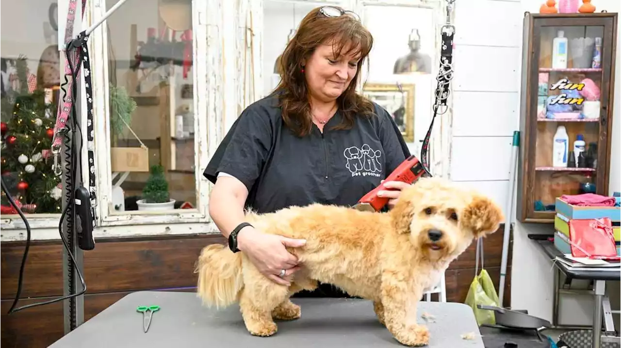 von der speditionskauffrau zur hundefriseurin