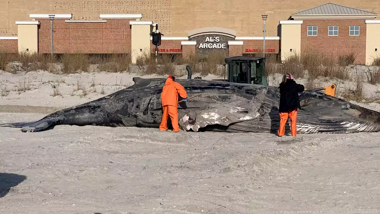 Groups seek probe of NY-NJ whale deaths amid wind power prep