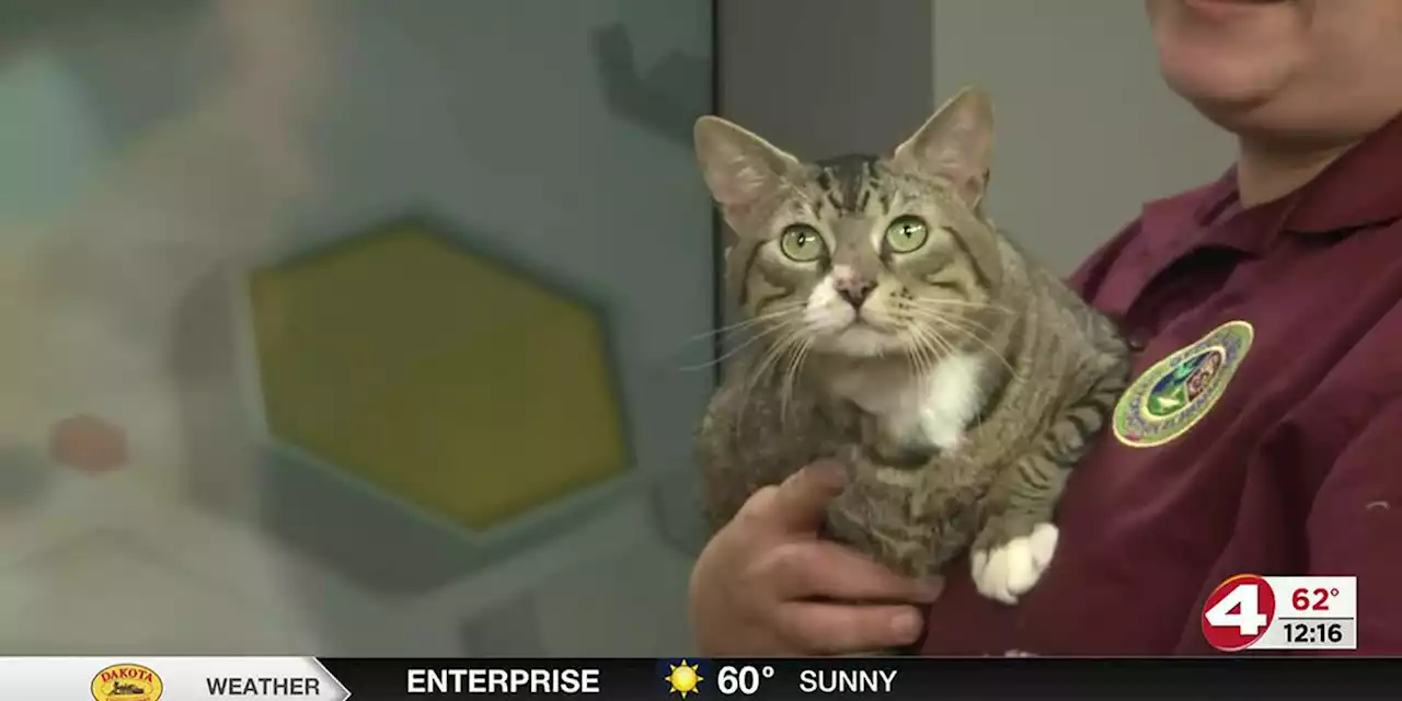 Pet of the Week: Cuddly Claus