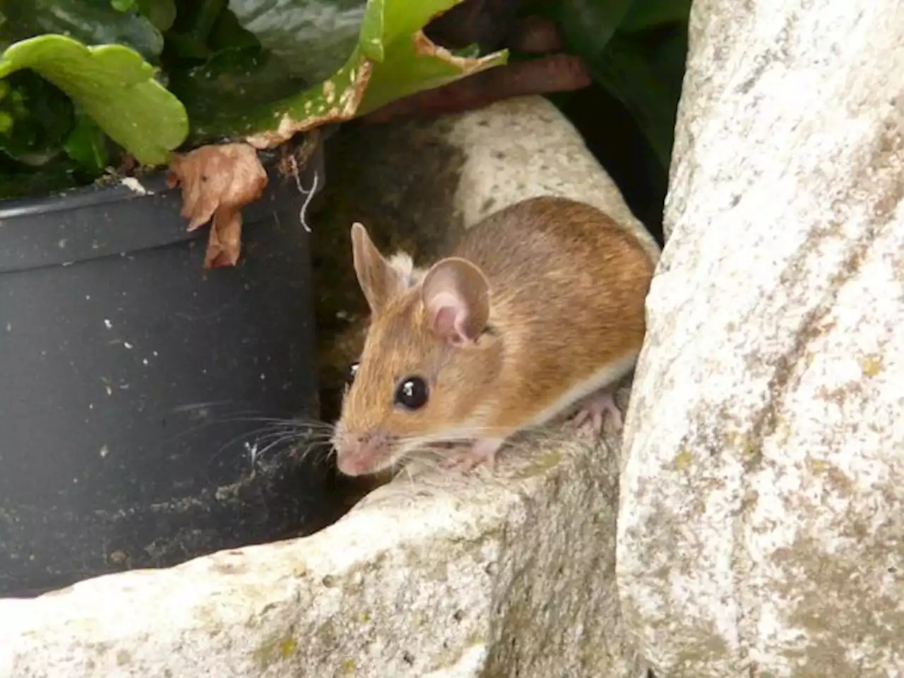 Descubren en qué animal se inspiró Pulgarcito para no perderse en el bosque