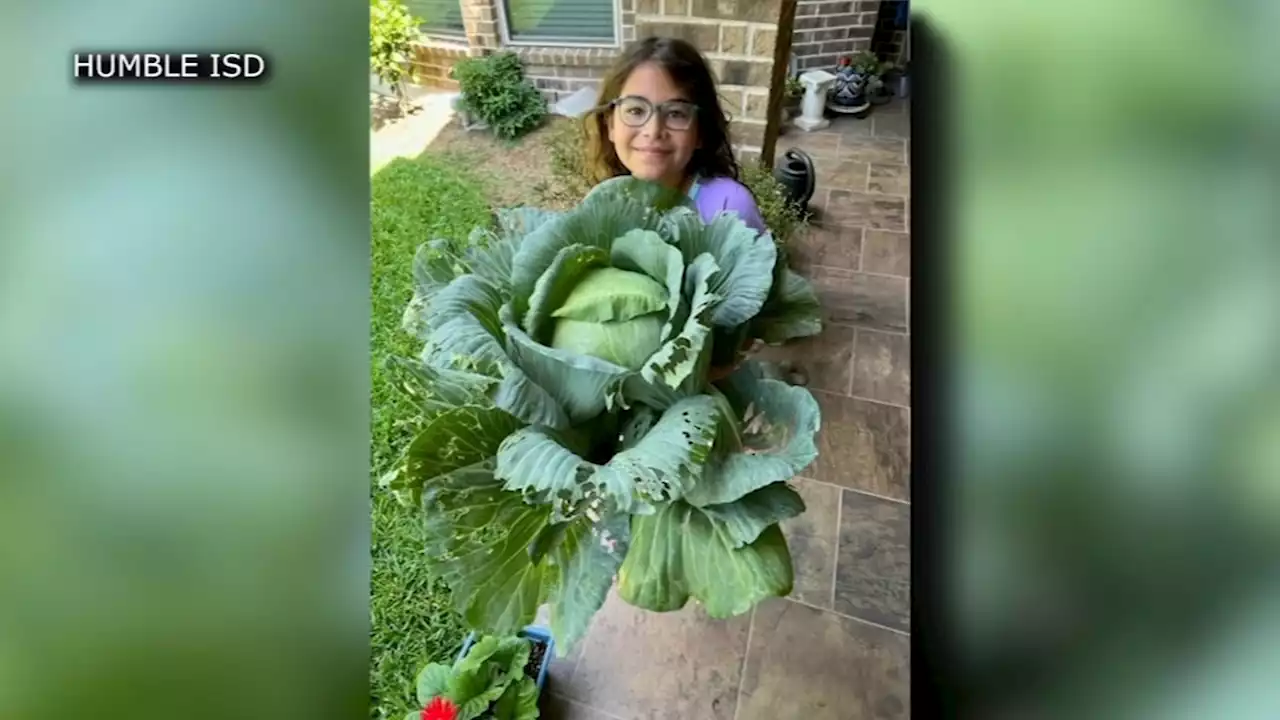 Humble ISD 4th grader wins state title after growing massive, 7.5 lb. cabbage