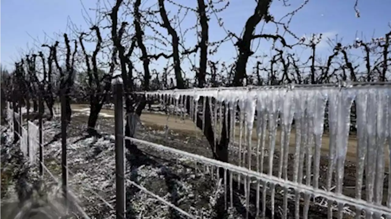 Declararon la emergencia agropecuaria en Mendoza por las heladas tardías