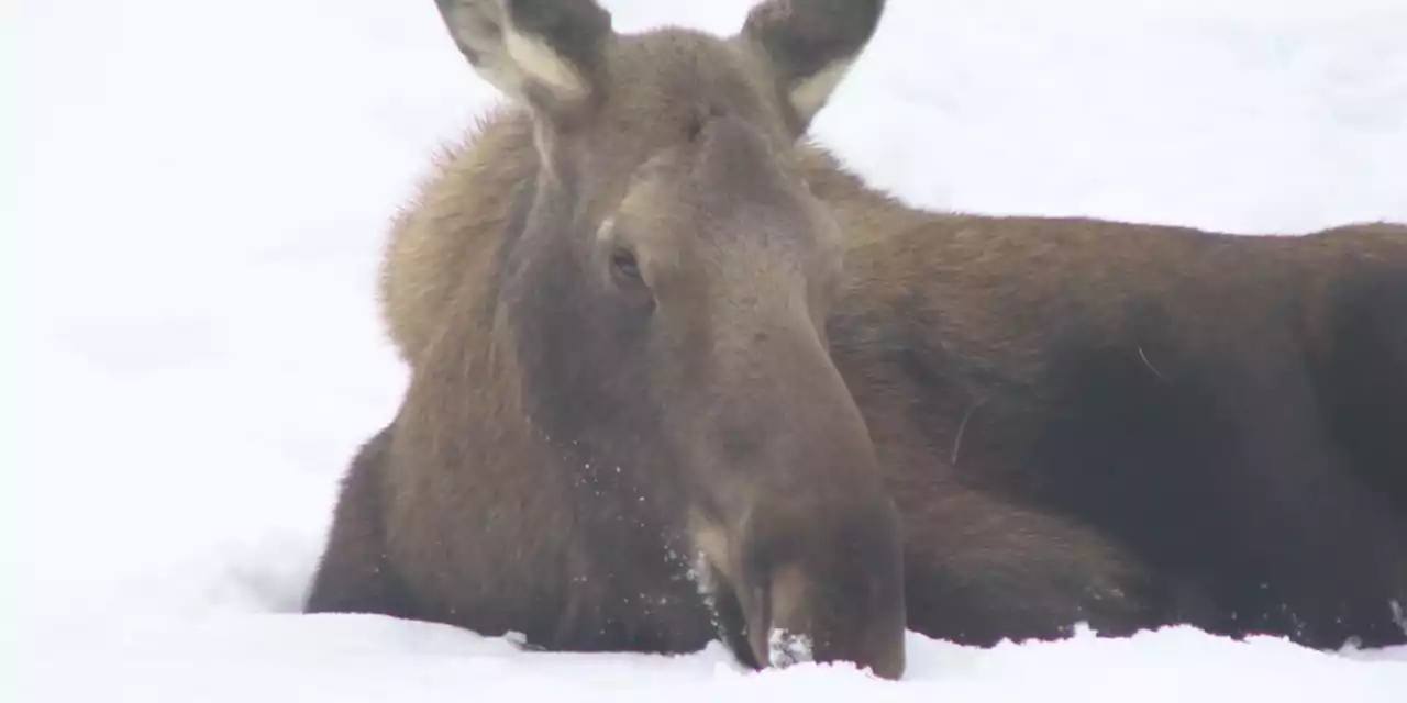 Fish and Game warns of aggressive moose after dog is killed