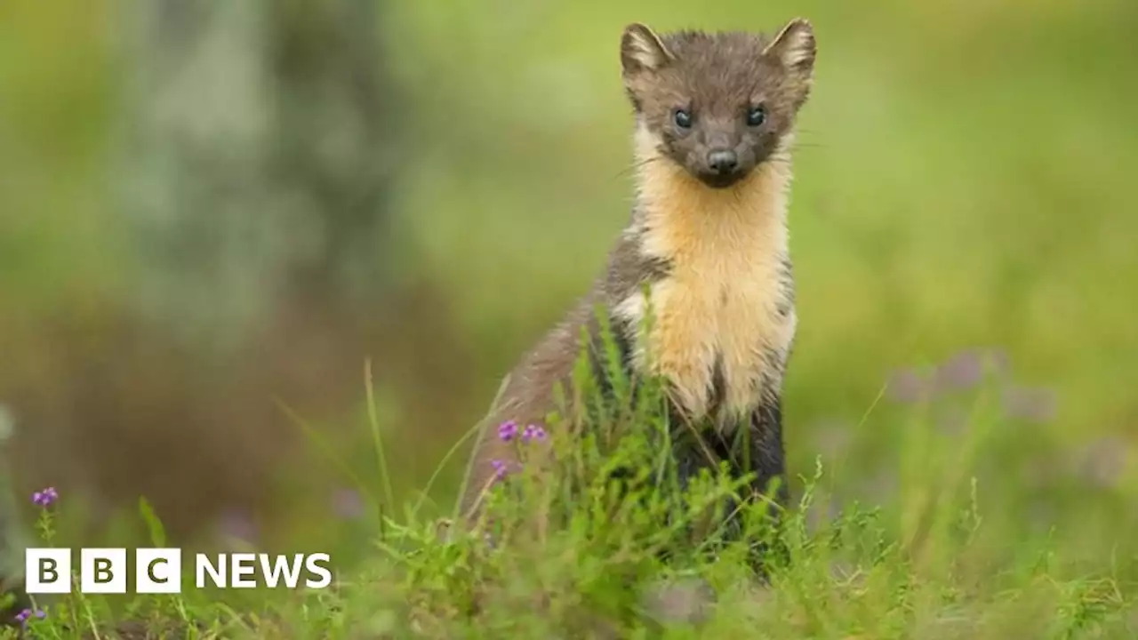 Gloucestershire: Charity wants volunteers to track pine martens