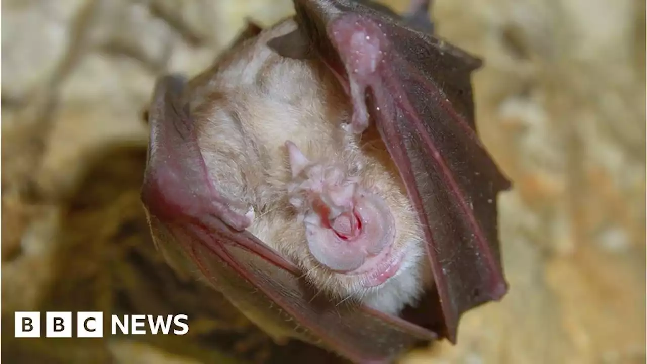 Nature reserve to be created near Blandford to protect rare bat