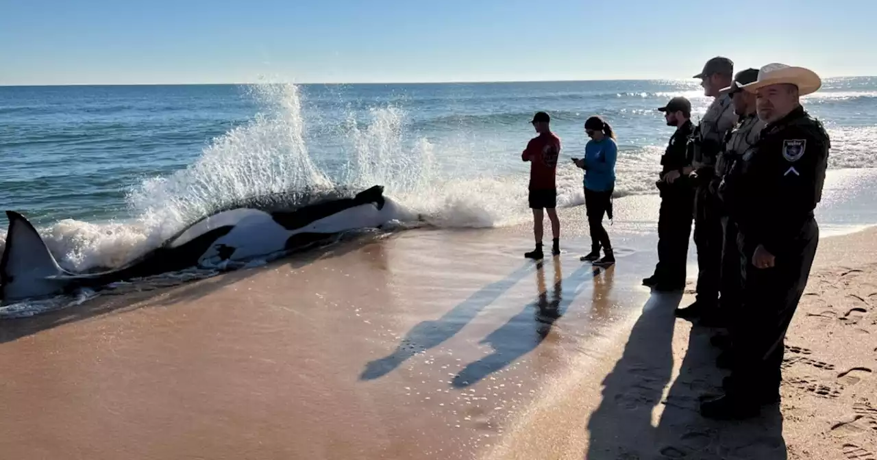 Video: orca de 6,4 metros murió en una playa de Florida, Estados Unidos