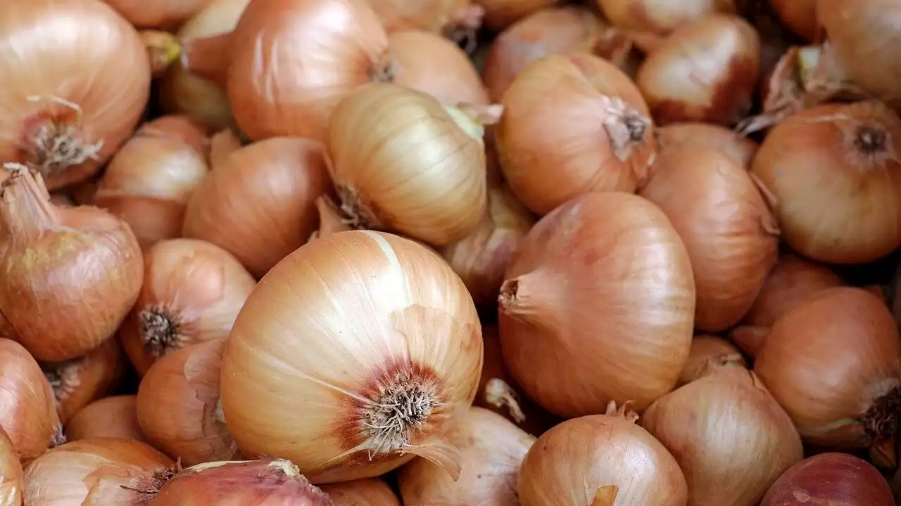 Onion importers given until Jan. 27 to land their shipments - BusinessWorld Online