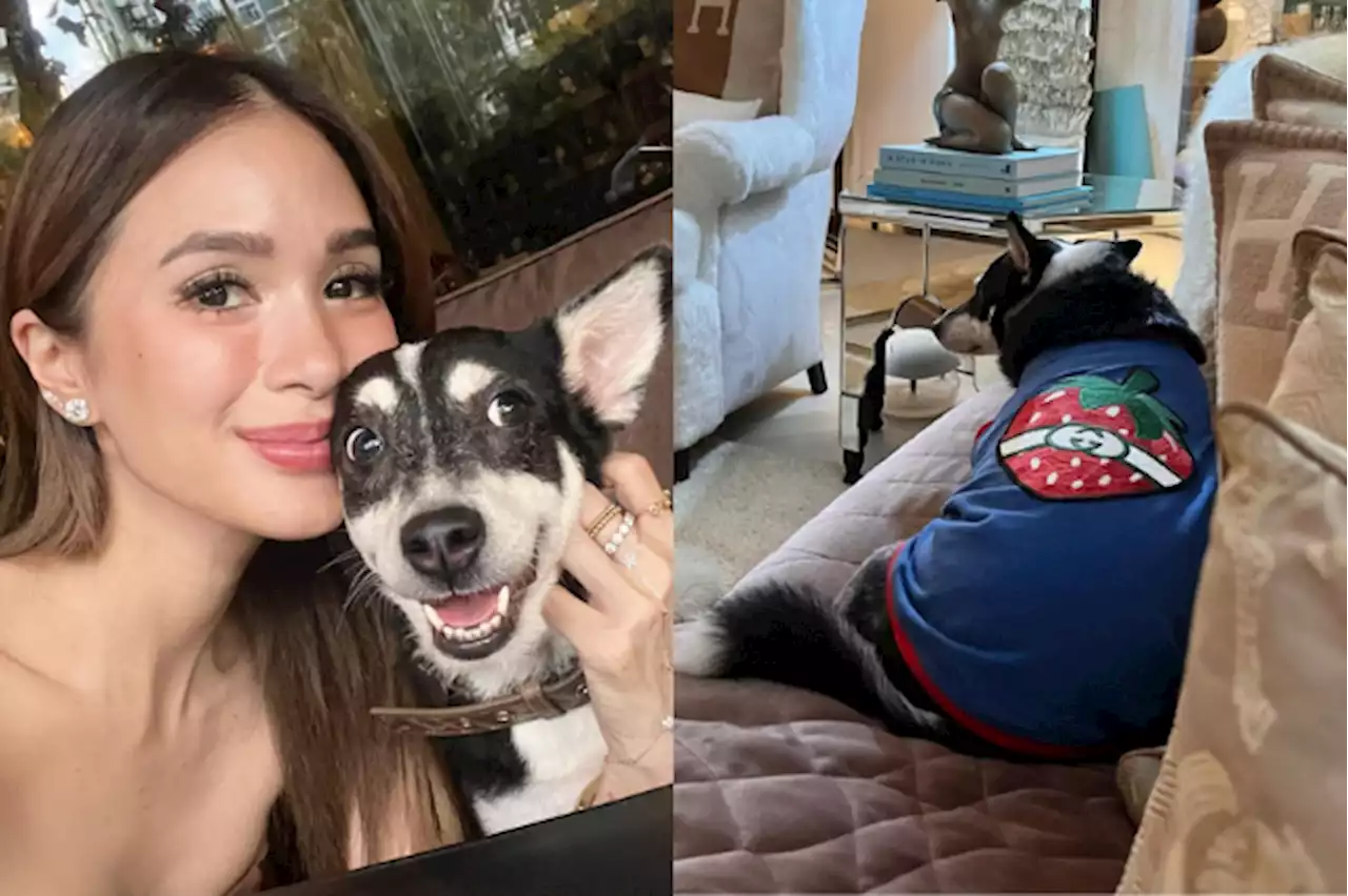 Heart Evangelista gives P13,000 shirt as ‘pasalubong’ to pet dog Panda