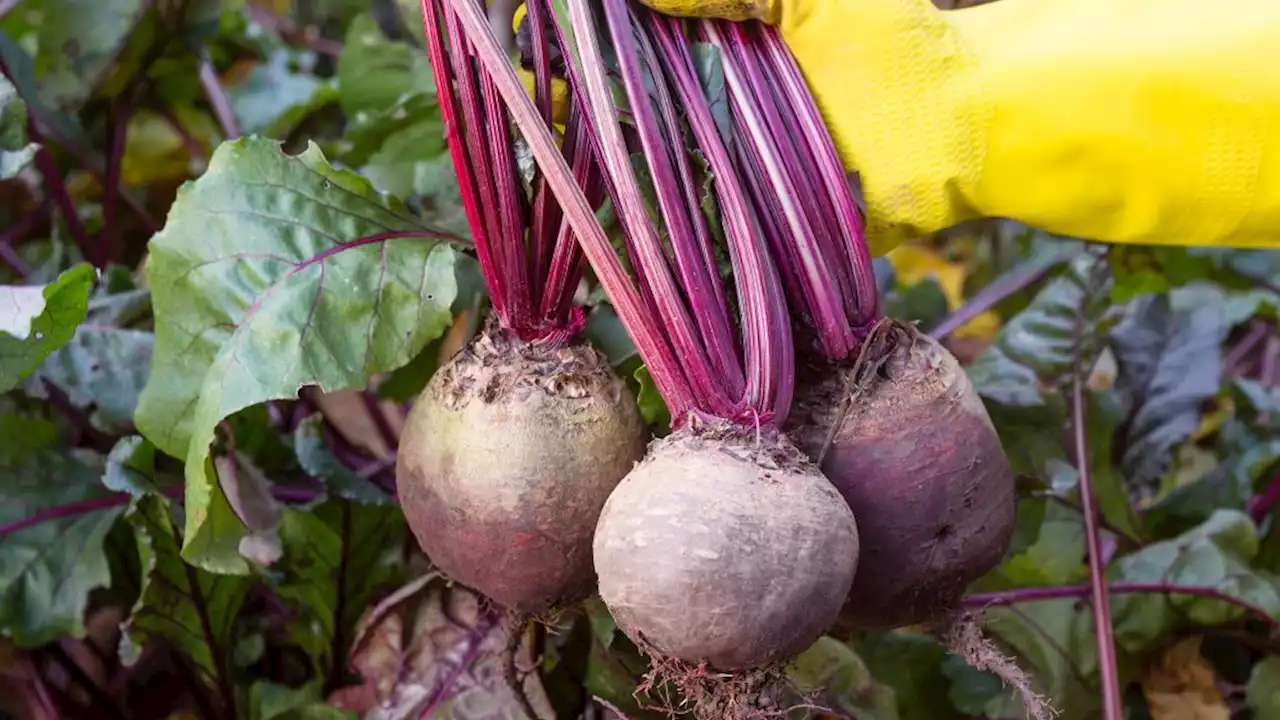 Rote Beete ist Gemüse des Jahres 2023