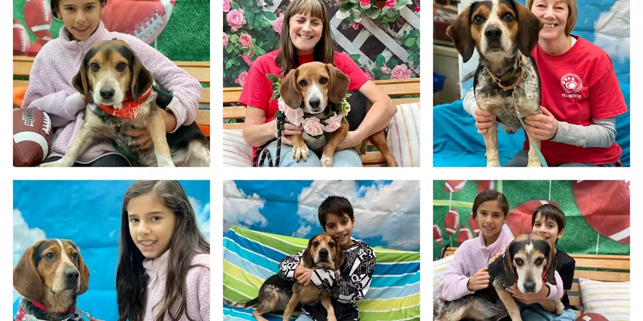 Beagles saved from Lakewood hoarder available Wednesday at Friendship APL