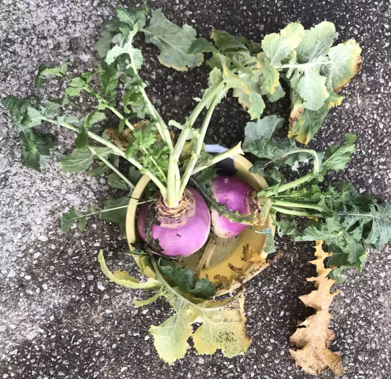 Fresh not frozen: How to grow garden vegetables in winter in Northeast Ohio