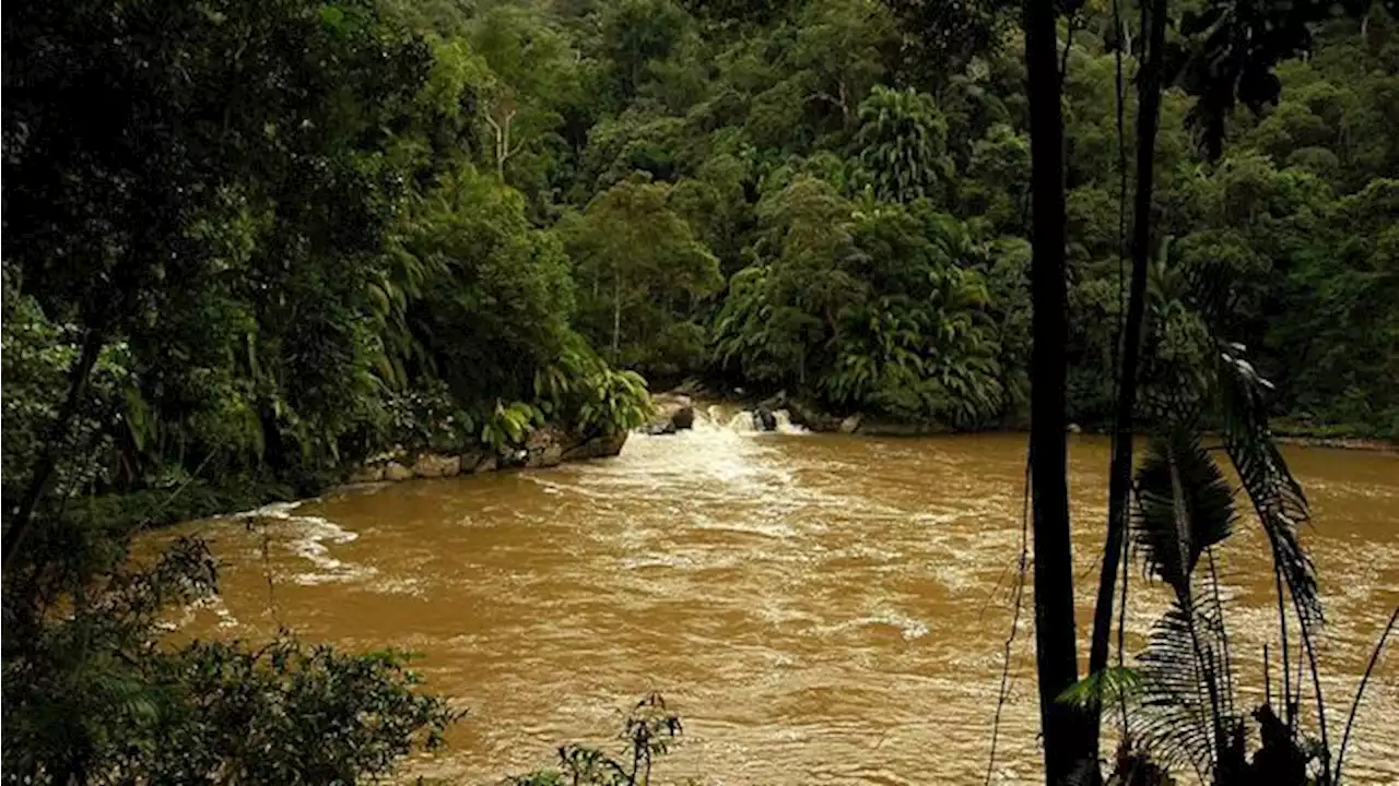 Misteri Makhluk Pemakan Daging Terpotret di Hutan Kalimantan